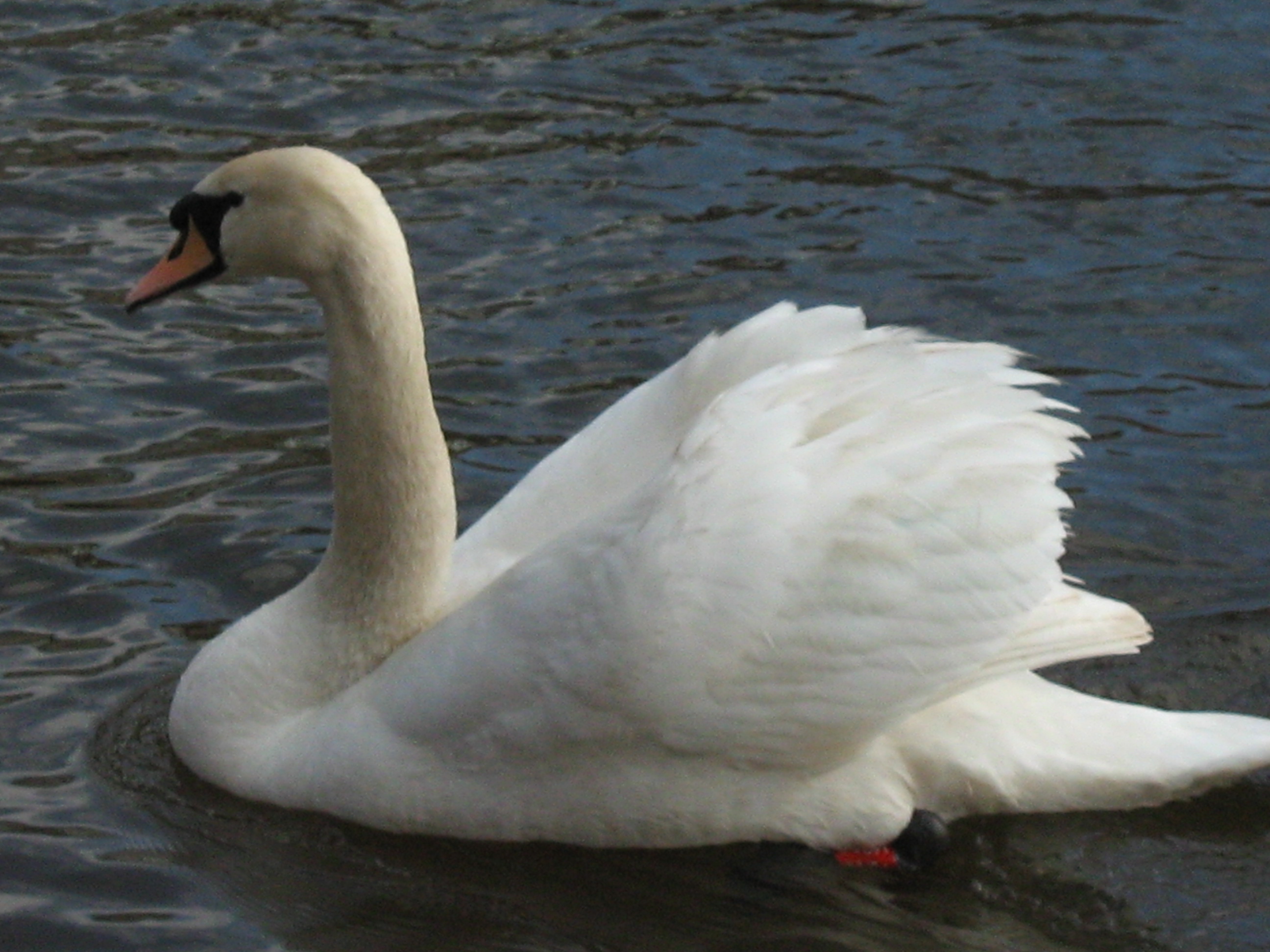 SWAN2.JPG